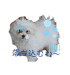 愛犬(マルチーズ)オリジナルスタンプ（個別スタンプ：31）