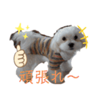愛犬(マルチーズ)オリジナルスタンプ（個別スタンプ：32）