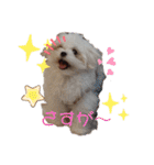 愛犬(マルチーズ)オリジナルスタンプ（個別スタンプ：33）