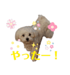 愛犬(マルチーズ)オリジナルスタンプ（個別スタンプ：34）