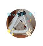 愛犬(マルチーズ)オリジナルスタンプ（個別スタンプ：35）