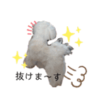 愛犬(マルチーズ)オリジナルスタンプ（個別スタンプ：36）