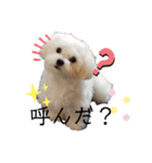 愛犬(マルチーズ)オリジナルスタンプ（個別スタンプ：37）