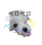 愛犬(マルチーズ)オリジナルスタンプ（個別スタンプ：38）