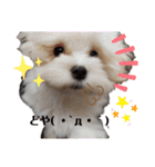愛犬(マルチーズ)オリジナルスタンプ（個別スタンプ：39）