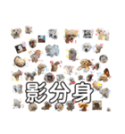 愛犬(マルチーズ)オリジナルスタンプ（個別スタンプ：40）