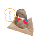ちょびさんだよ（個別スタンプ：6）