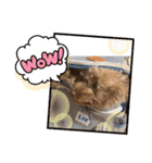 ちょびさんだよ（個別スタンプ：36）