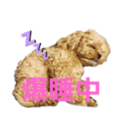 どらむぎスタンプ（個別スタンプ：7）
