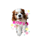 babychoco1（個別スタンプ：4）