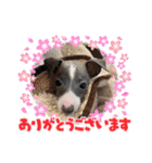 マッシュ選手（個別スタンプ：9）