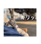 マッシュ選手（個別スタンプ：31）