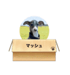マッシュ選手（個別スタンプ：38）