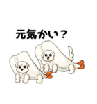 マルチーズのおまーる（個別スタンプ：12）
