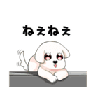 マルチーズのおまーる（個別スタンプ：20）