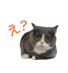 はちわれぶりしょのスタンプ2（個別スタンプ：1）