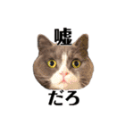 はちわれぶりしょのスタンプ2（個別スタンプ：4）