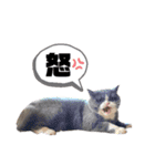 はちわれぶりしょのスタンプ2（個別スタンプ：9）