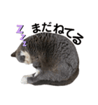 はちわれぶりしょのスタンプ2（個別スタンプ：11）