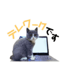 はちわれぶりしょのスタンプ2（個別スタンプ：18）