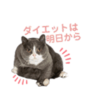 はちわれぶりしょのスタンプ2（個別スタンプ：24）