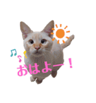 笹かま猫のハク（個別スタンプ：1）