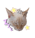 笹かま猫のハク（個別スタンプ：4）