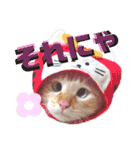 笹かま猫のハク（個別スタンプ：5）
