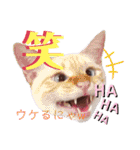 笹かま猫のハク（個別スタンプ：6）