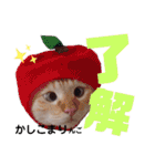笹かま猫のハク（個別スタンプ：7）