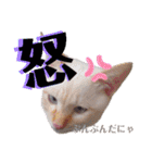 笹かま猫のハク（個別スタンプ：8）