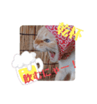 笹かま猫のハク（個別スタンプ：9）