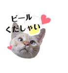 笹かま猫のハク（個別スタンプ：11）