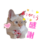 笹かま猫のハク（個別スタンプ：13）