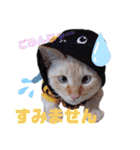 笹かま猫のハク（個別スタンプ：14）