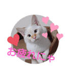 笹かま猫のハク（個別スタンプ：15）