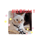 笹かま猫のハク（個別スタンプ：16）