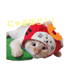 笹かま猫のハク（個別スタンプ：18）