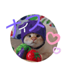 笹かま猫のハク（個別スタンプ：19）
