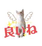 笹かま猫のハク（個別スタンプ：20）