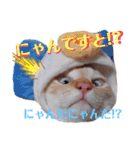 笹かま猫のハク（個別スタンプ：22）