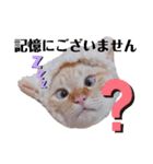 笹かま猫のハク（個別スタンプ：24）