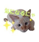 笹かま猫のハク（個別スタンプ：25）