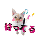 笹かま猫のハク（個別スタンプ：26）