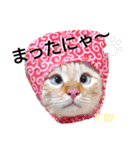 笹かま猫のハク（個別スタンプ：27）