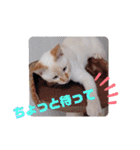 笹かま猫のハク（個別スタンプ：28）