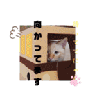 笹かま猫のハク（個別スタンプ：29）