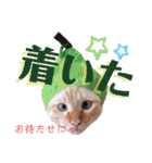 笹かま猫のハク（個別スタンプ：30）