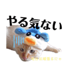 笹かま猫のハク（個別スタンプ：31）