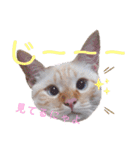 笹かま猫のハク（個別スタンプ：32）
